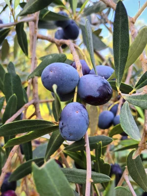 Olivenbild-1-startseite Kopie