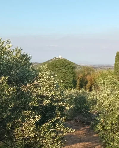 Olivenbild-1a-startseite Kopie